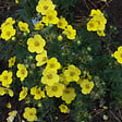 ARBORIX - 2 x Potentille arbustive - Potentilla fruticosa 'Sommerflor'  - 25-30 cm pot - vignette