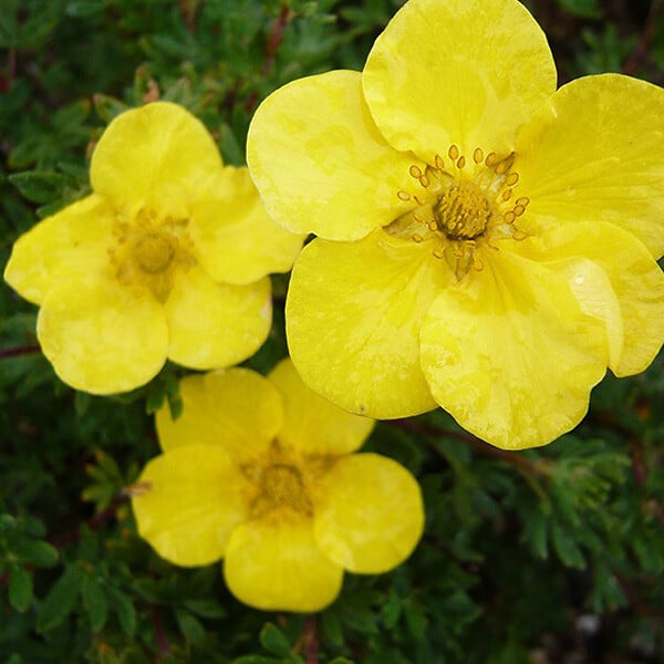ARBORIX - 2 x Potentille arbustive - Potentilla fruticosa 'Sommerflor'  - 25-30 cm pot - large