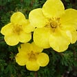 ARBORIX - 2 x Potentille arbustive - Potentilla fruticosa 'Sommerflor'  - 25-30 cm pot - vignette