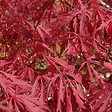 ARBORIX - Érable du Japon 'Garnet' - Acer Palmatum 'Garnet'  - 40-50 cm pot - vignette