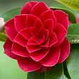 ARBORIX - Camélia Rouge - Camellia Japonica Rood  - 40-50 cm pot - vignette