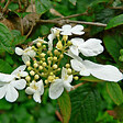 ARBORIX - 2 x Viorne de Chine - Viburnum plicatum 'Summer Snowflake'  - 30-40 cm pot - vignette