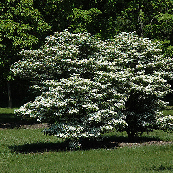 ARBORIX - 2 x Viorne de Chine - Viburnum plicatum 'Summer Snowflake'  - 30-40 cm pot - large