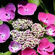 ARBORIX - 2 x Hydrangea macrophylla 'Taube' - Hydrangea macrophylla 'Taube'  - 25-30 cm pot - vignette