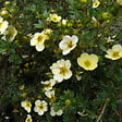 ARBORIX - 2 x Potentille 'Primrose Beauty' - Potentilla fruticosa 'Primrose Beauty'  - 25-30 cm pot - vignette