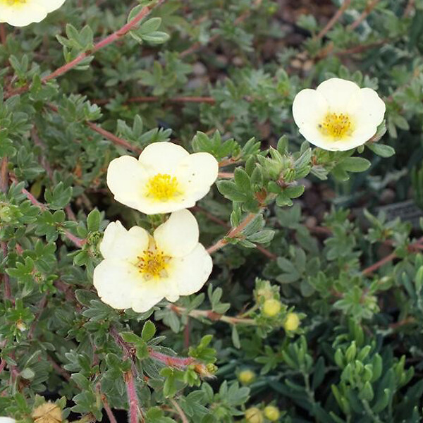 ARBORIX - 2 x Potentille 'Primrose Beauty' - Potentilla fruticosa 'Primrose Beauty'  - 25-30 cm pot - large
