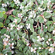 ARBORIX - 6 x Cotonéaster à petites feuilles 'Streib's Findling' - Cotoneaster Procumbens 'Streib'S Findling'  - godet 9cm x 9cm - vignette