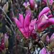ARBORIX - Magnolia 'Susan' - Magnolia 'Susan'  - 40-60 cm pot - vignette