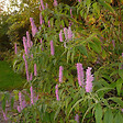 ARBORIX - 2 x Menthe en arbre - Elsholtzia stauntonii  - 30-40 cm pot - vignette