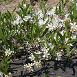 ARBORIX - Prunier tapissant - Prunus pumila 'Depressa'  - 25-30 cm pot - vignette
