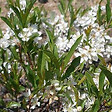 ARBORIX - Prunier tapissant - Prunus pumila 'Depressa'  - 25-30 cm pot - vignette