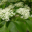 ARBORIX - Cornouiller discuté - Cornus Controversa  - 60-80 cm pot - vignette