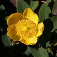 ARBORIX - 2 x Millepertuis 'Peter Dummer' - Hypericum dummeri 'Peter Dummer'  - 30-40 cm pot - vignette