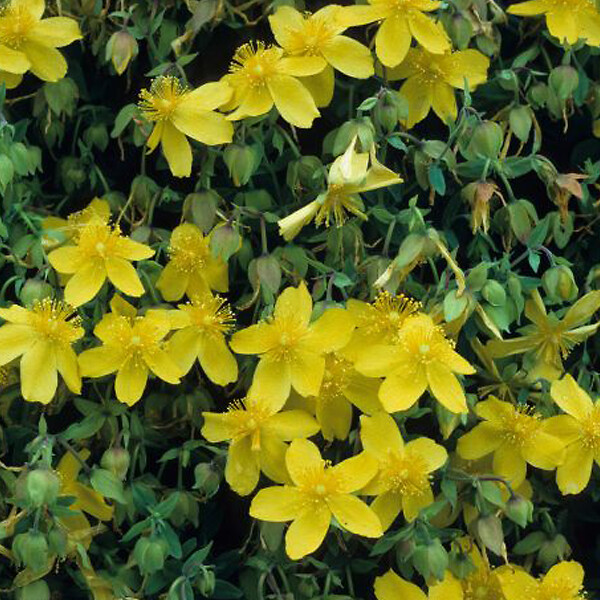 ARBORIX - 2 x Millepertuis 'Peter Dummer' - Hypericum dummeri 'Peter Dummer'  - 30-40 cm pot - large