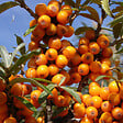 ARBORIX - 2 x Argousier - Hippophae rhamnoides  - 60-80 cm pot - vignette