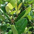 ARBORIX - Ligustrum japonicum 'Texanum' - Ligustrum Japonicum 'Texanum'  - 60-80 cm pot - vignette