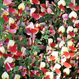 ARBORIX - 2 x Genêt 'Palette' - Cytisus 'Palette'  - 40-60 cm pot - vignette