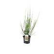 ARBORIX - 2 x Genêt 'Palette' - Cytisus 'Palette'  - 40-60 cm pot - vignette