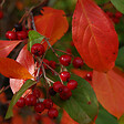 ARBORIX - 2 x Aronie à feuilles d'arbousier - Aronia arbutifolia 'Brilliant'  - 40-60 cm pot - vignette