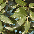 ARBORIX - 2 x Chêne vert - Arbuste - Quercus Ilex  - 40-60 cm pot - vignette