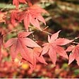 ARBORIX - Érable du Japon 'Atropurpureum' - Acer Palmatum 'Atropurpureum'  - 50-60 cm pot - vignette