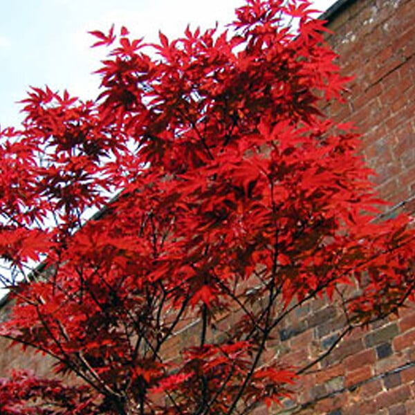 ARBORIX - Érable du Japon 'Atropurpureum' - Acer Palmatum 'Atropurpureum'  - 50-60 cm pot - large