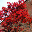 ARBORIX - Érable du Japon 'Atropurpureum' - Acer Palmatum 'Atropurpureum'  - 50-60 cm pot - vignette