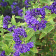 ARBORIX - 2 x Barbe-bleue - Caryopteris clandonensis  - 40-50 cm pot - vignette