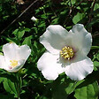 ARBORIX - 2 x Seringat 'Belle Etoile' - Philadelphus 'Belle Etoile'  - 50-60 cm pot - vignette