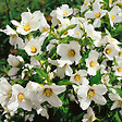 ARBORIX - 2 x Seringat 'Belle Etoile' - Philadelphus 'Belle Etoile'  - 50-60 cm pot - vignette