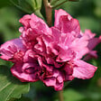 ARBORIX - Mauve en arbre 'Duc De Brabant' - Hibiscus syriacus 'Duc De Brabant'  - 40-60 cm pot - vignette