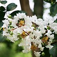 ARBORIX - Lilas des Indes 'Blanc' - Lagerstroemia indica - vignette
