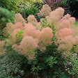 ARBORIX - Arbre à perruque 'Young Lady' - Cotinus coggygria 'Young Lady'  - 40-60 cm pot - vignette