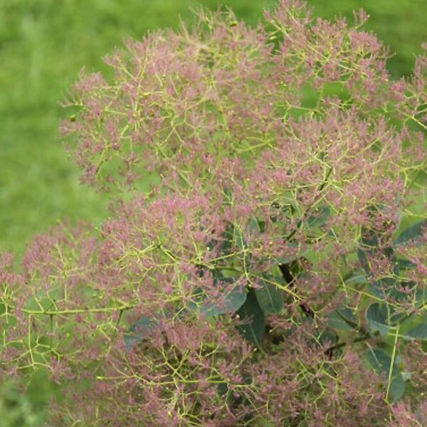 ARBORIX - Arbre à perruque 'Young Lady' - Cotinus coggygria 'Young Lady'  - 40-60 cm pot - large
