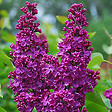 ARBORIX - Lilas commun 'Andenken Ludwig Spaeth' - Syringa vulgaris 'Andenken Ludwig Spaeth'  - 60-80 cm pot - vignette