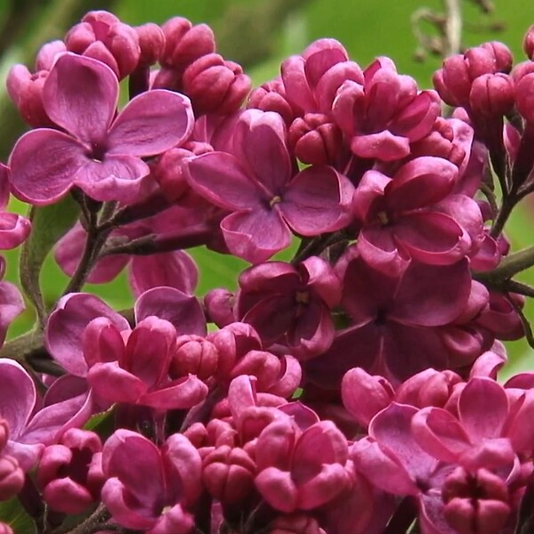 ARBORIX - Lilas commun 'Andenken Ludwig Spaeth' - Syringa vulgaris 'Andenken Ludwig Spaeth'  - 60-80 cm pot - large