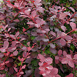 ARBORIX - 2 x Épine-vinette 'Auricoma' - Berberis ottawensis 'Auricoma'  - 40-50 cm pot - vignette
