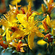ARBORIX - 2 x Millepertuis 'Elstead' - Hypericum inodorum 'Elstead'  - 20-30 cm pot - vignette