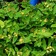 ARBORIX - 2 x Millepertuis 'Elstead' - Hypericum inodorum 'Elstead'  - 20-30 cm pot - vignette