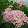 ARBORIX - 2 x Hortensia 'King George VII' - Hydrangea macrophylla 'King George Vii'  - 25-30 cm pot - vignette