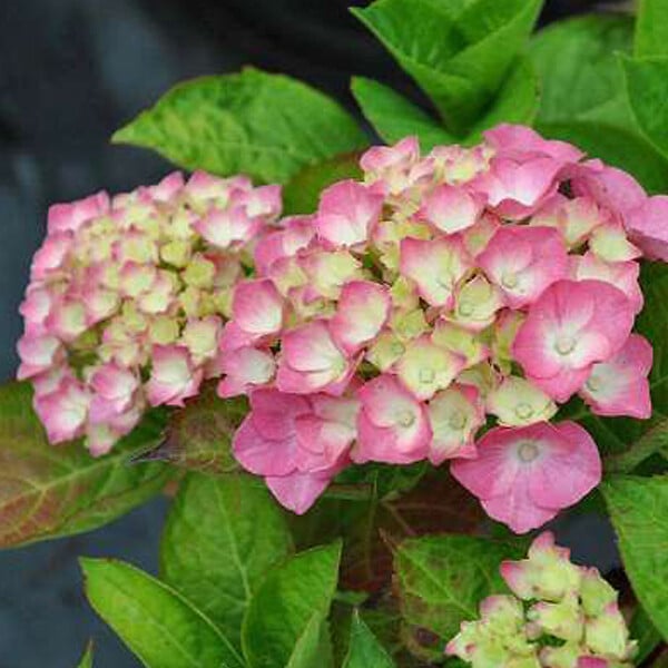 ARBORIX - 2 x Hortensia 'King George VII' - Hydrangea macrophylla 'King George Vii'  - 25-30 cm pot - large