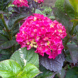 ARBORIX - 2 x Hortensia 'Merveille Sanguine' - Hydrangea Macrophylla 'Merveille Sanguinea'  - 25-30 cm pot - vignette