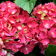 ARBORIX - 2 x Hortensia 'Hamburg' - Hydrangea macrophylla 'Hamburg'  - 25-30 cm pot - vignette