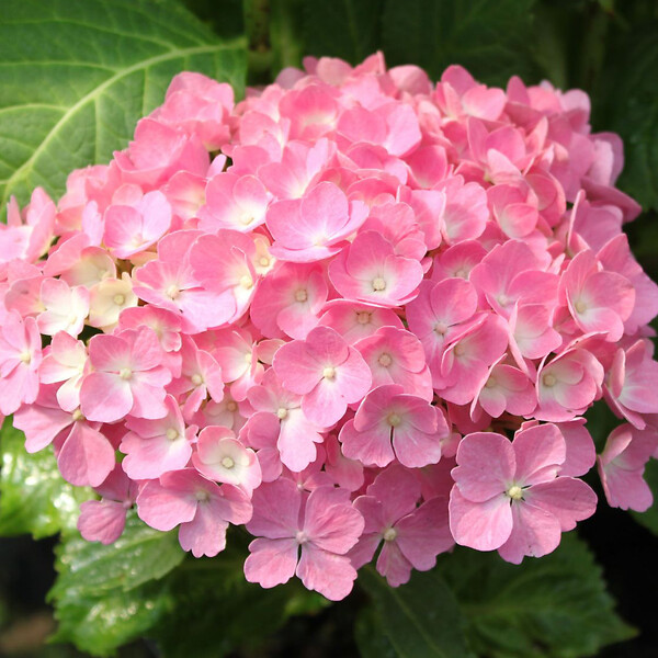 ARBORIX - 2 x Hortensia 'Hamburg' - Hydrangea macrophylla 'Hamburg'  - 25-30 cm pot - large