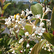 ARBORIX - Viorne 'Winton' - Viburnum hillieri 'Winton'  - 30-40 cm pot - vignette