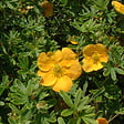 ARBORIX - 2 x Potentille arbustive 'Tangerine' - Potentilla Fruticosa 'Tangerine'  - 20-25 cm pot - vignette