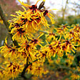 ARBORIX - Noisetier des sorcières - Hamamelis intermedia 'Orange Beauty'  - 40-60 cm pot - vignette