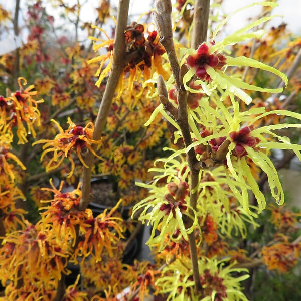 ARBORIX - Noisetier des sorcières - Hamamelis intermedia 'Orange Beauty'  - 40-60 cm pot - large
