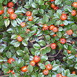 ARBORIX - 2 x Cotonéaster radicans 'Eichholz' - Cotoneaster Radicans 'Eichholz'  - 20-30 cm pot - vignette