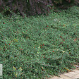 ARBORIX - 2 x Cotonéaster radicans 'Eichholz' - Cotoneaster Radicans 'Eichholz'  - 20-30 cm pot - vignette